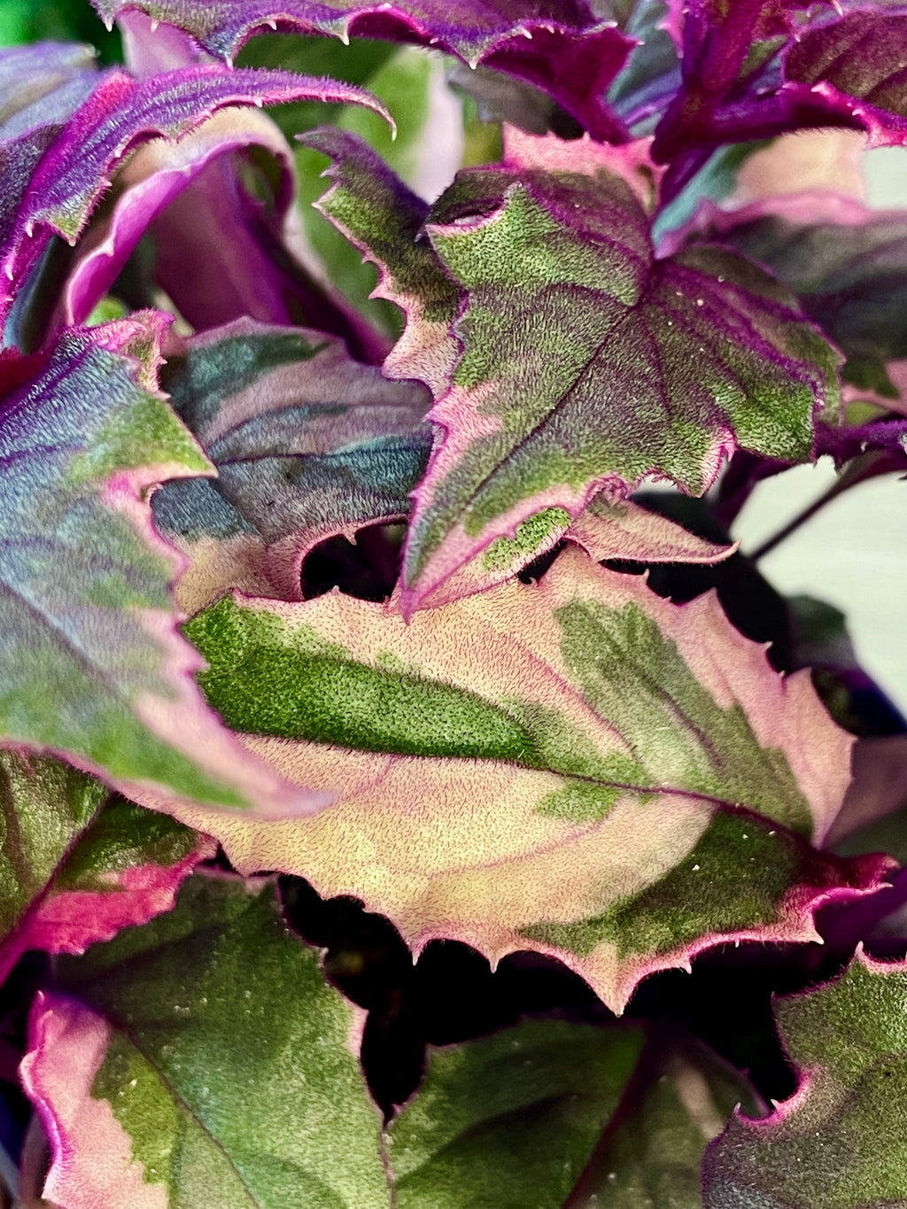 Gynura Aurantiaca 'Purple Passion' variegata fi12
