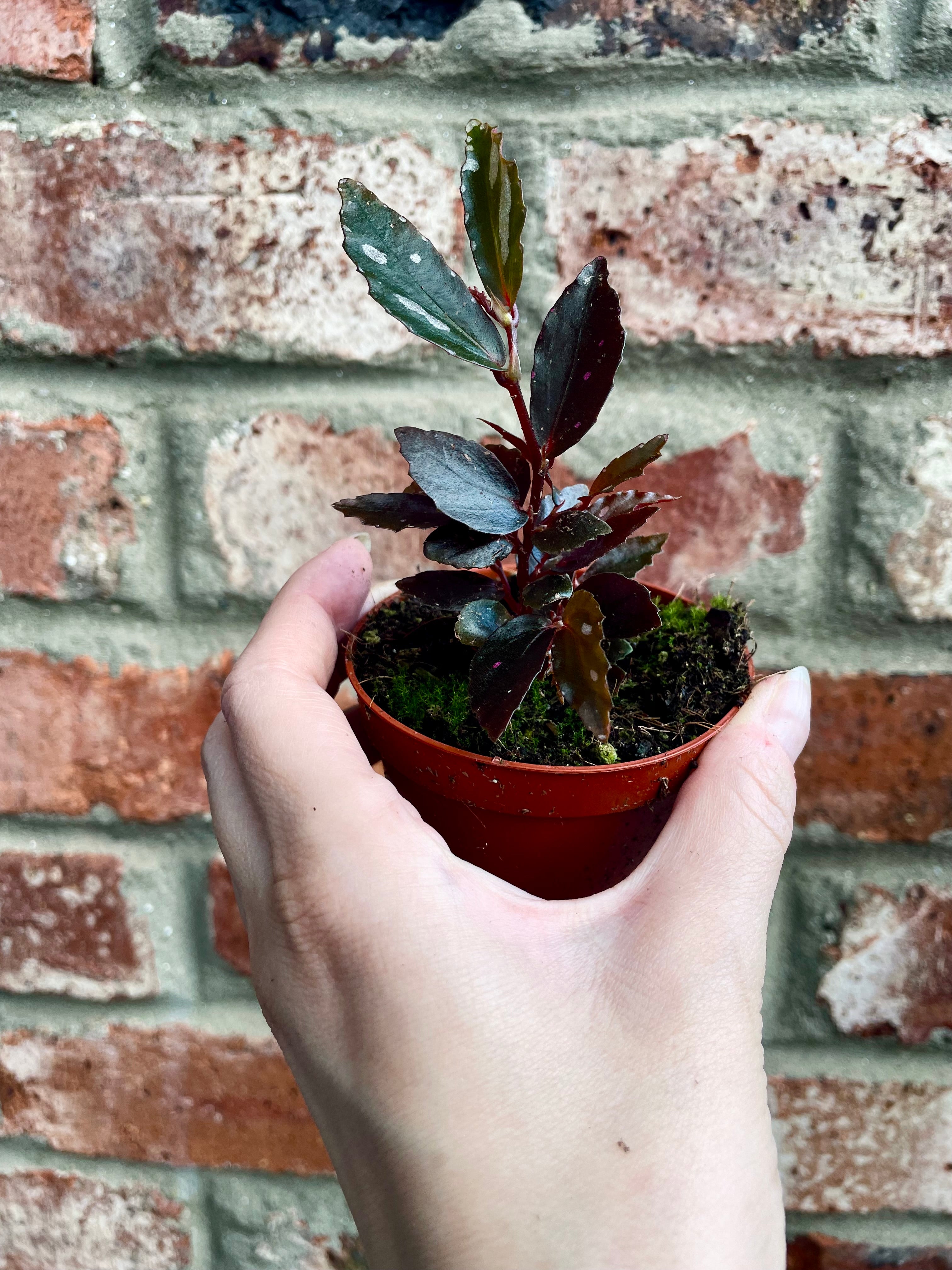 Begonia Jalau type 2 fi8