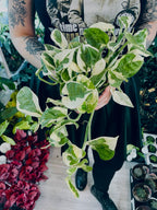 Epipremnum Aureum 'Njoy' fi12