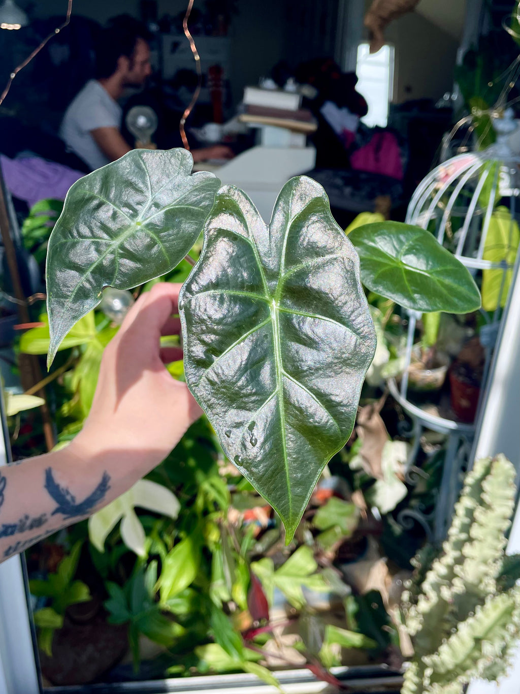Alocasia Mayan Mask fi6
