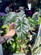 Alocasia Mayan Mask fi6