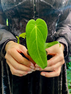 Anthurium Waterburyanum fi6