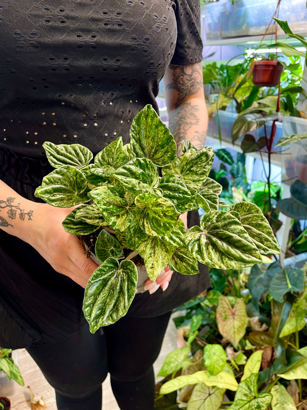 Peperomia Buenos Aires