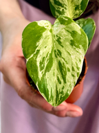 Monstera Bulbasaur