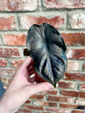 Alocasia Black Magic fi8