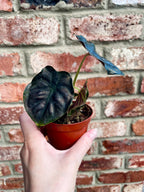 Alocasia Black Magic fi8
