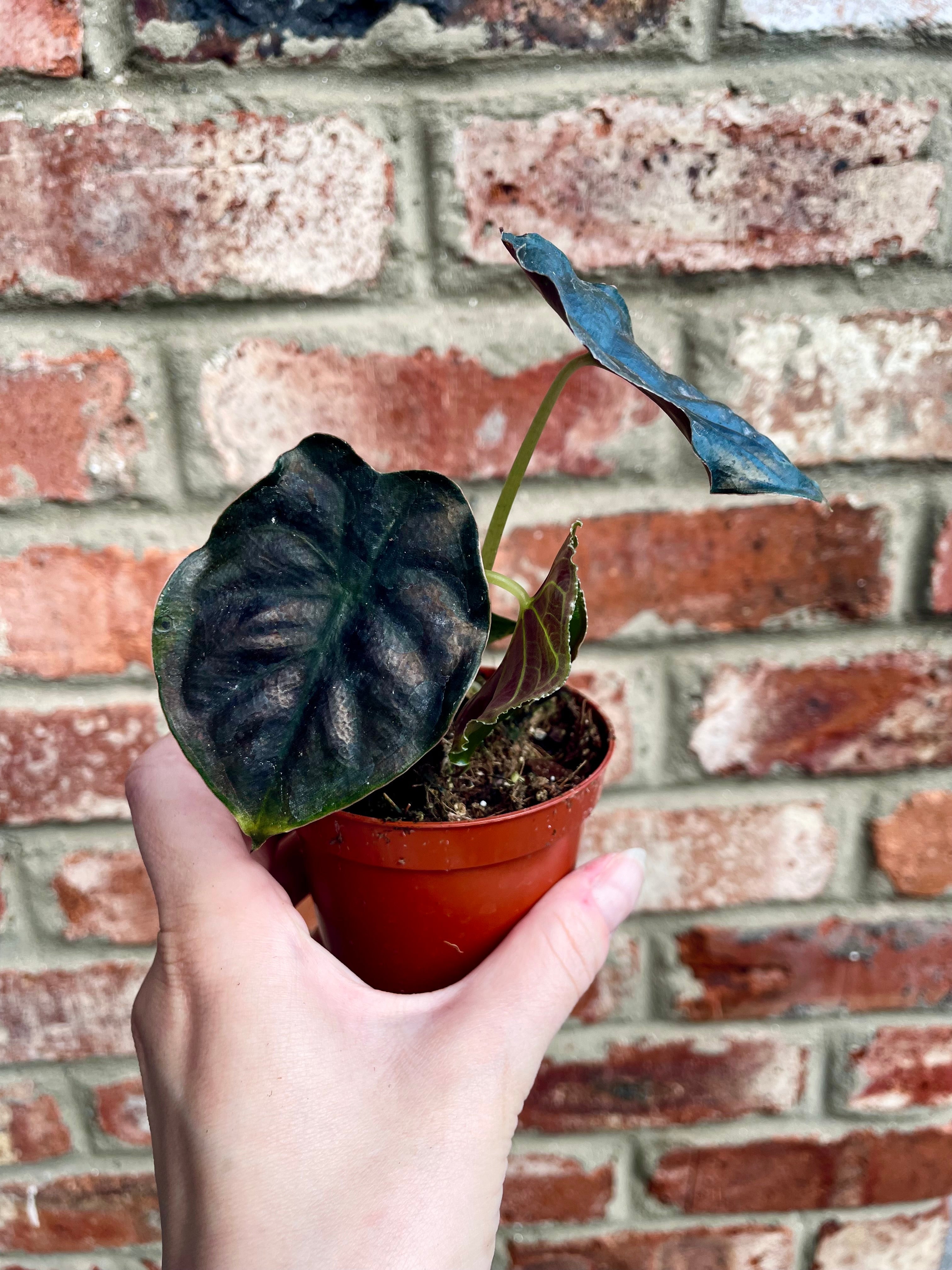 Alocasia Black Magic fi8