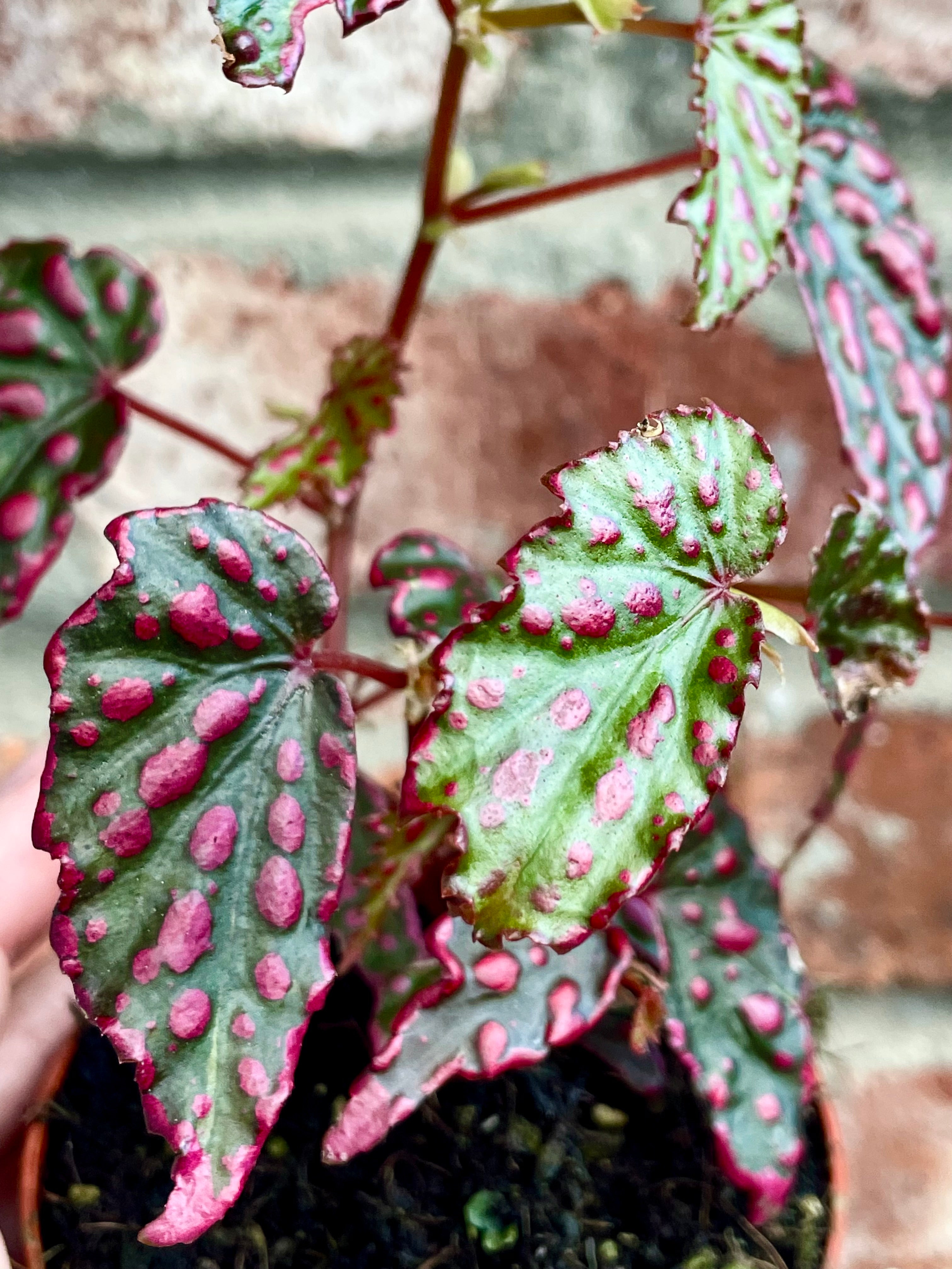 Begonia Pink Lady fi8