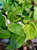 Anthurium Waterburyanum fi6