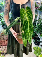 Anthurium Warocqueanum (Queen Anthurium) fi12