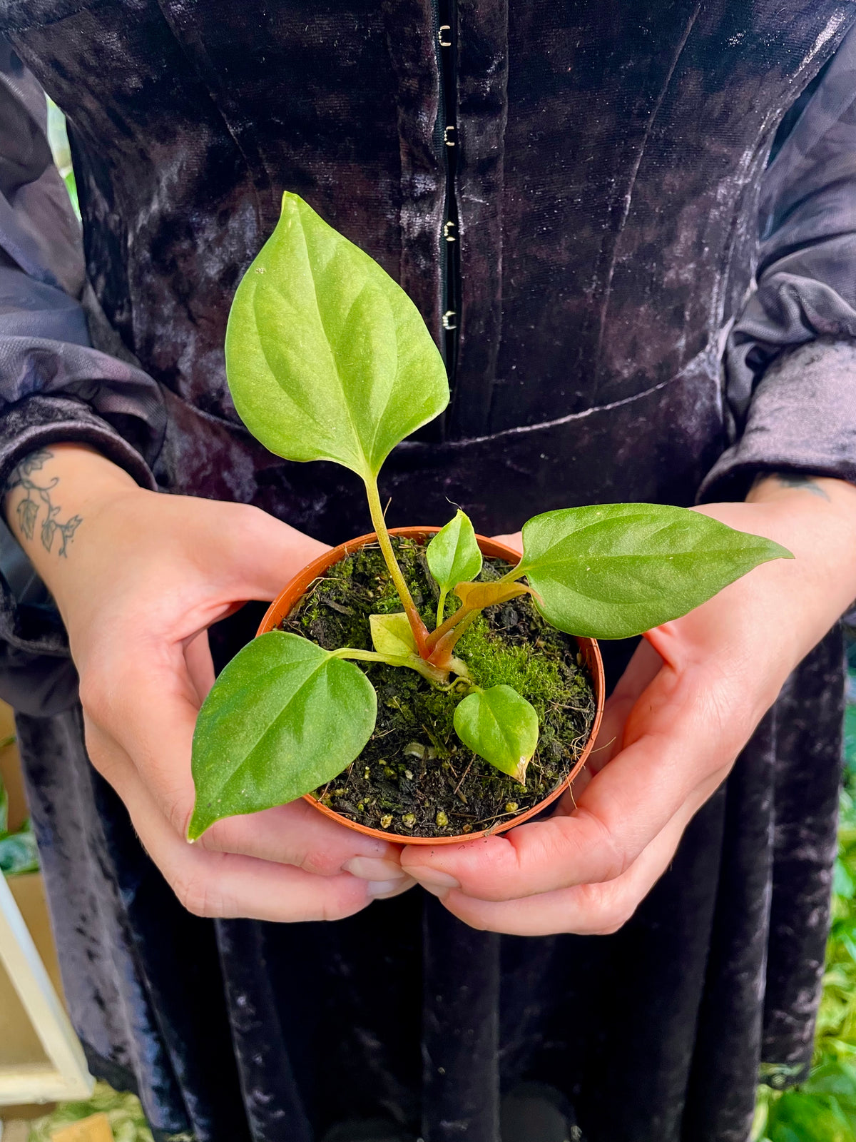 Anthurium Portillae fi8