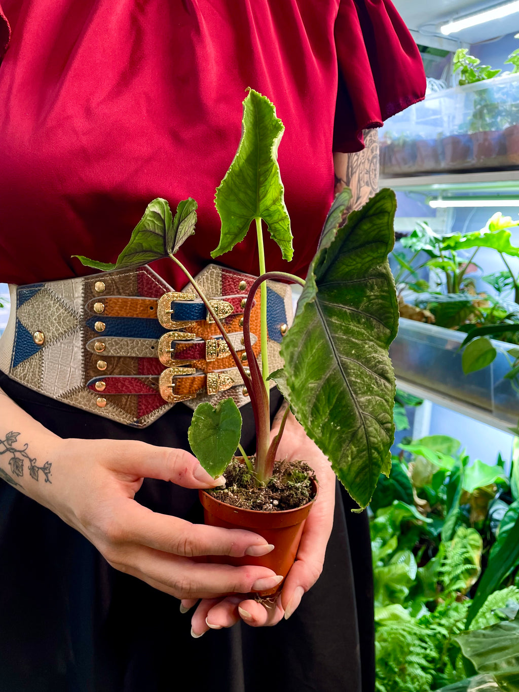 Alocasia Olanii fi8
