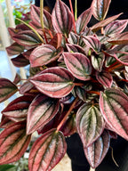 Peperomia Cayenne fi12