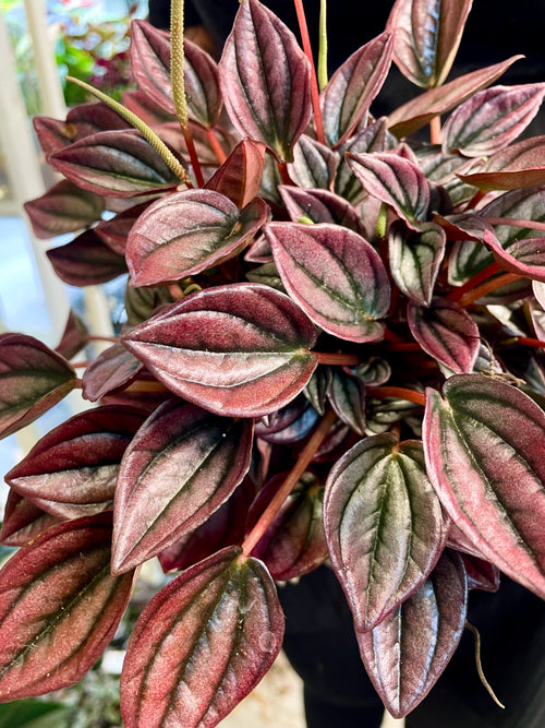 Peperomia Cayenne fi12