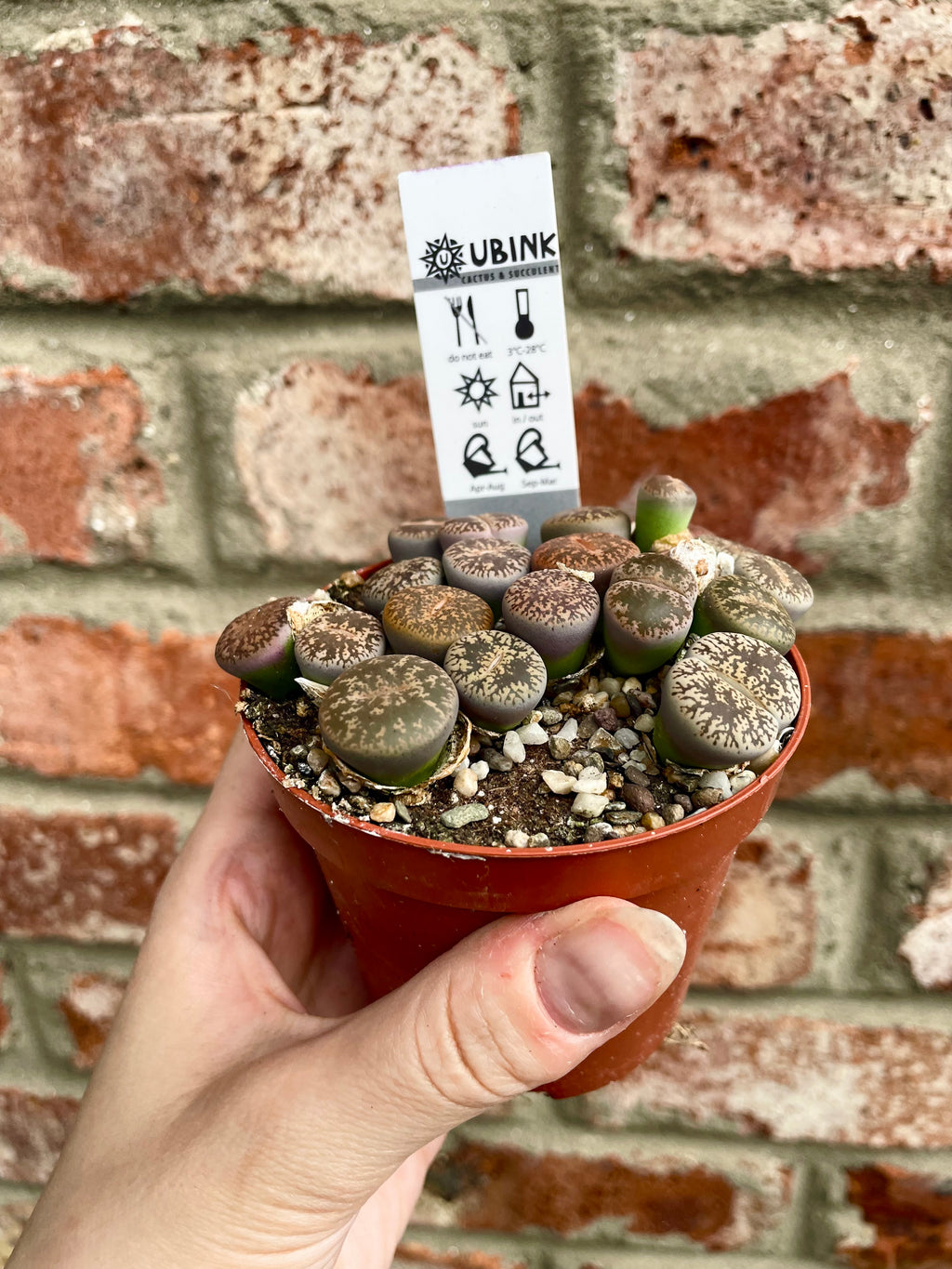 Lithops sukulent živi kamen