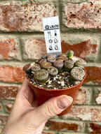 Lithops sukulent živi kamen