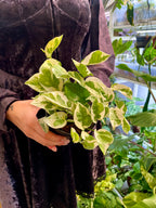 Epipremnum Aureum 'Njoy' fi12