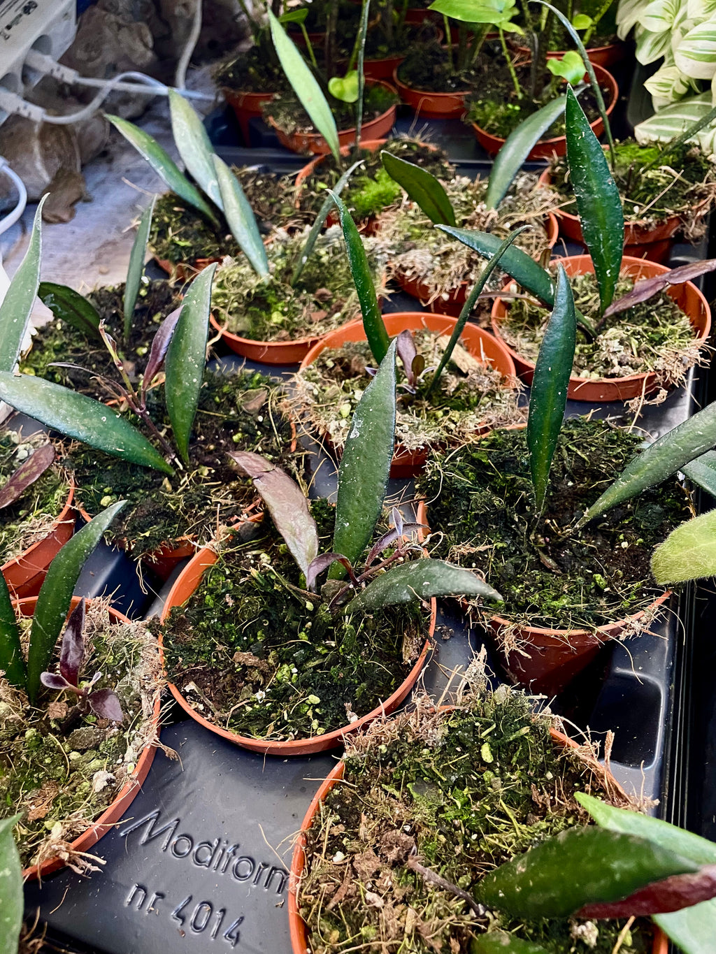 Hoya Red Moon fi8