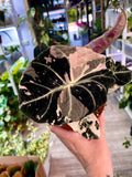 Alocasia Black Velvet Pink Variegata fi12