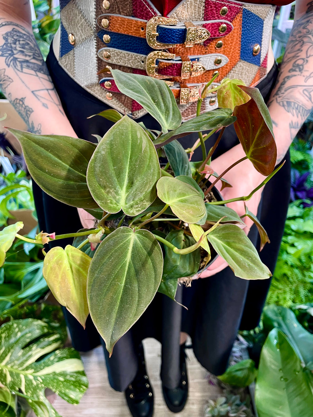 Philodendron Micans fi12