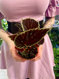 Begonia Darthvaderiana green spot fi8