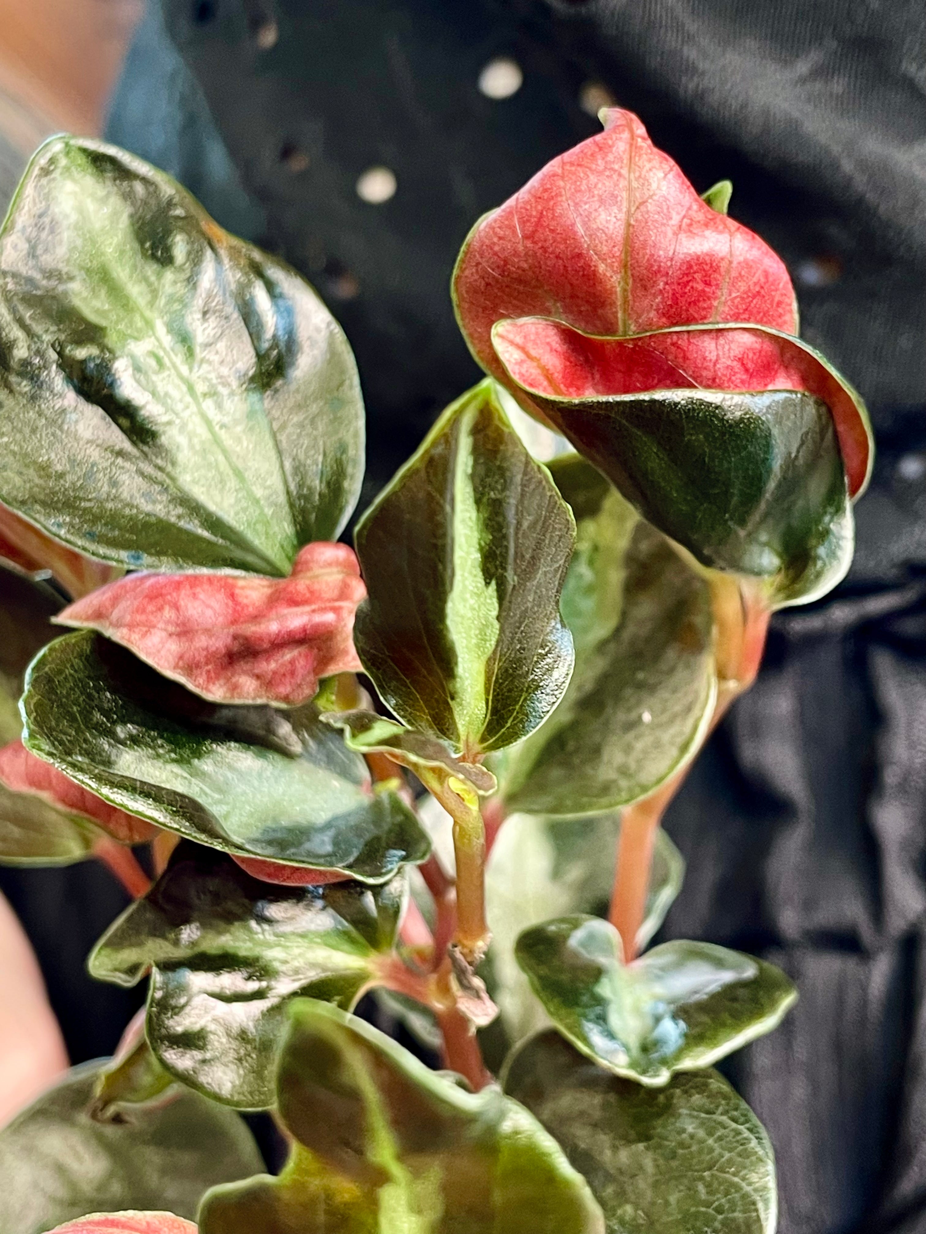 Peperomia Columbiana fi6