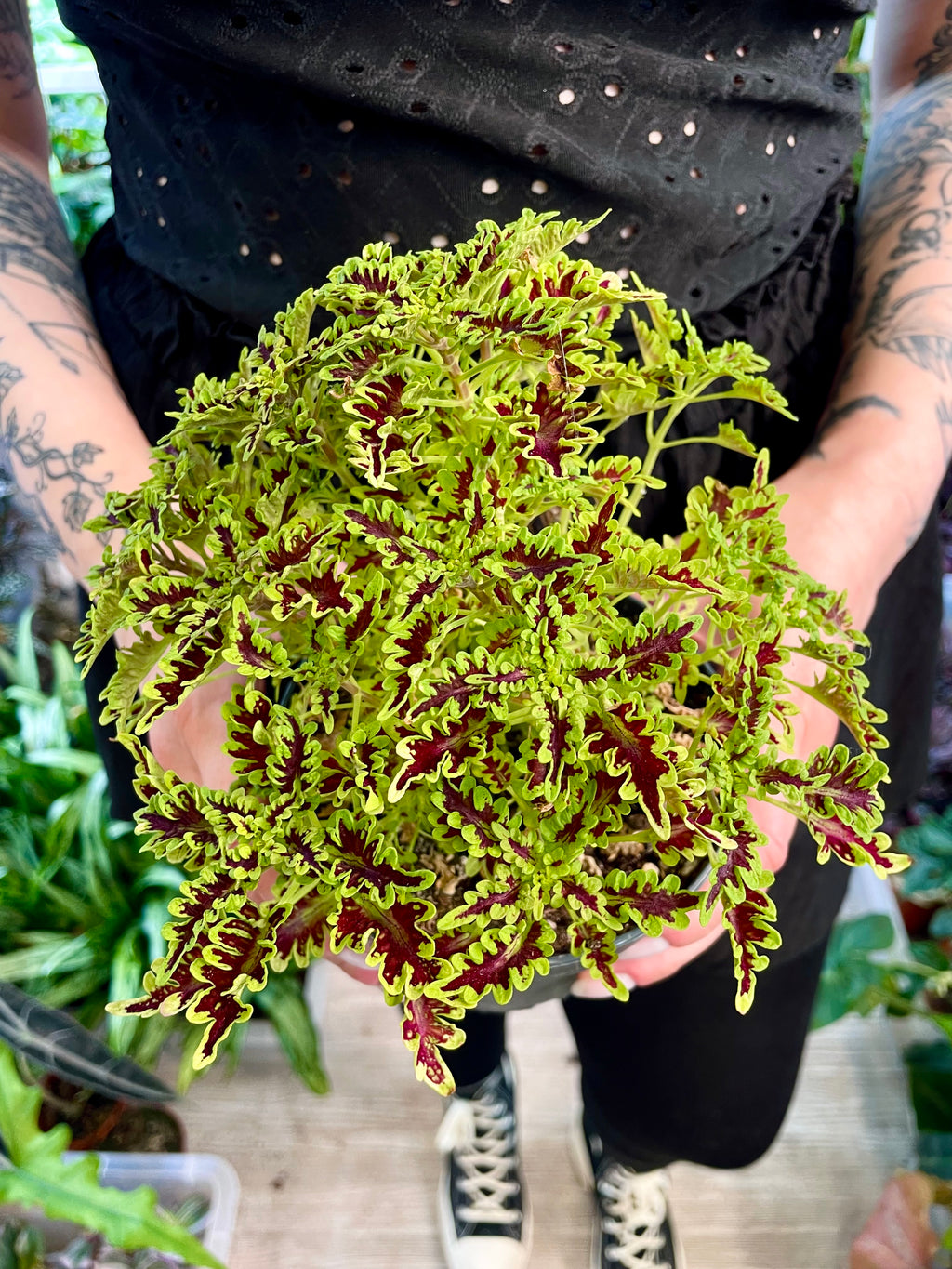 Coleus Skeleton fi12
