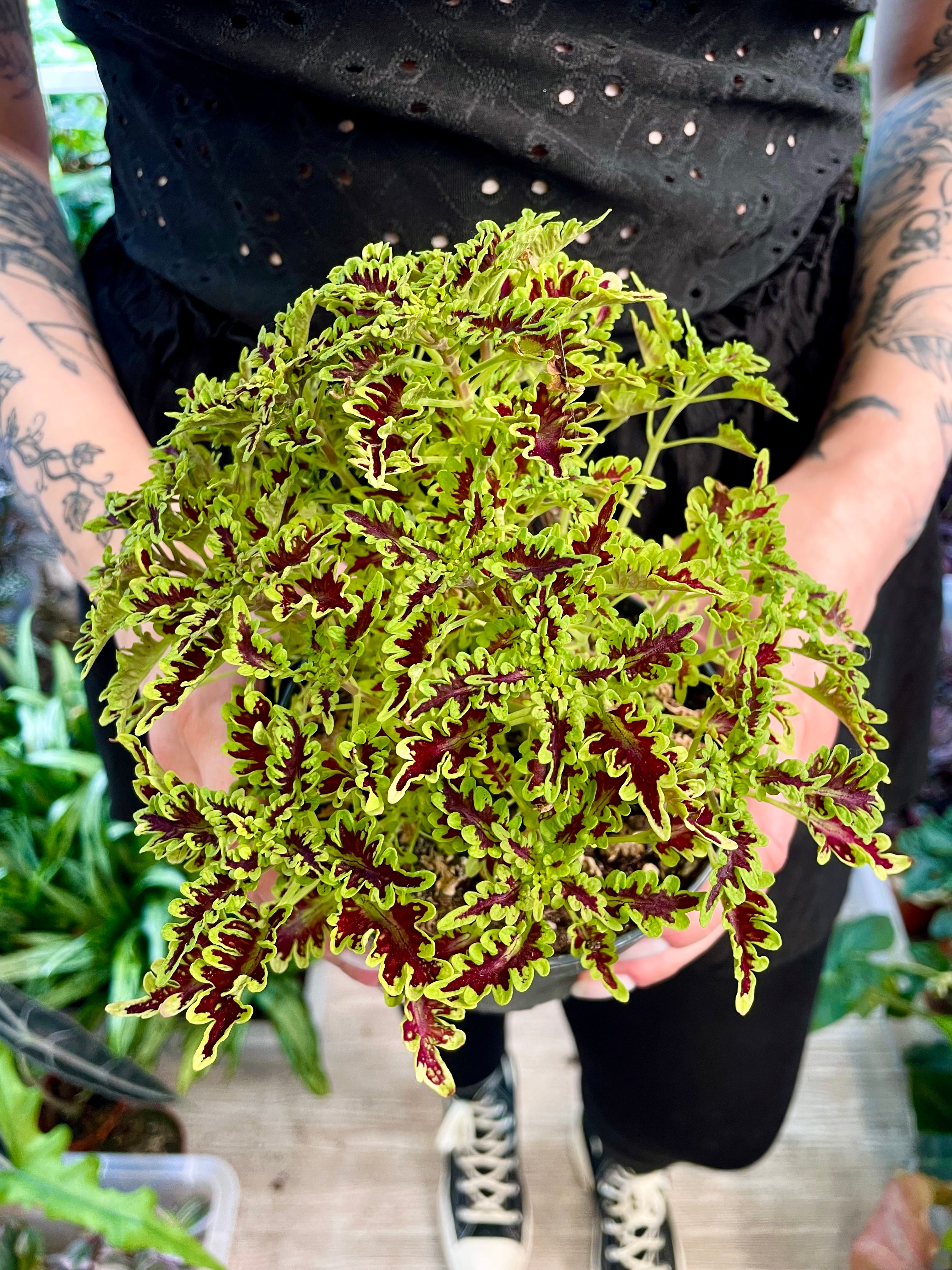 Coleus Skeleton fi12