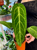 Anthurium Warocqueanum (Queen Anthurium) fi12