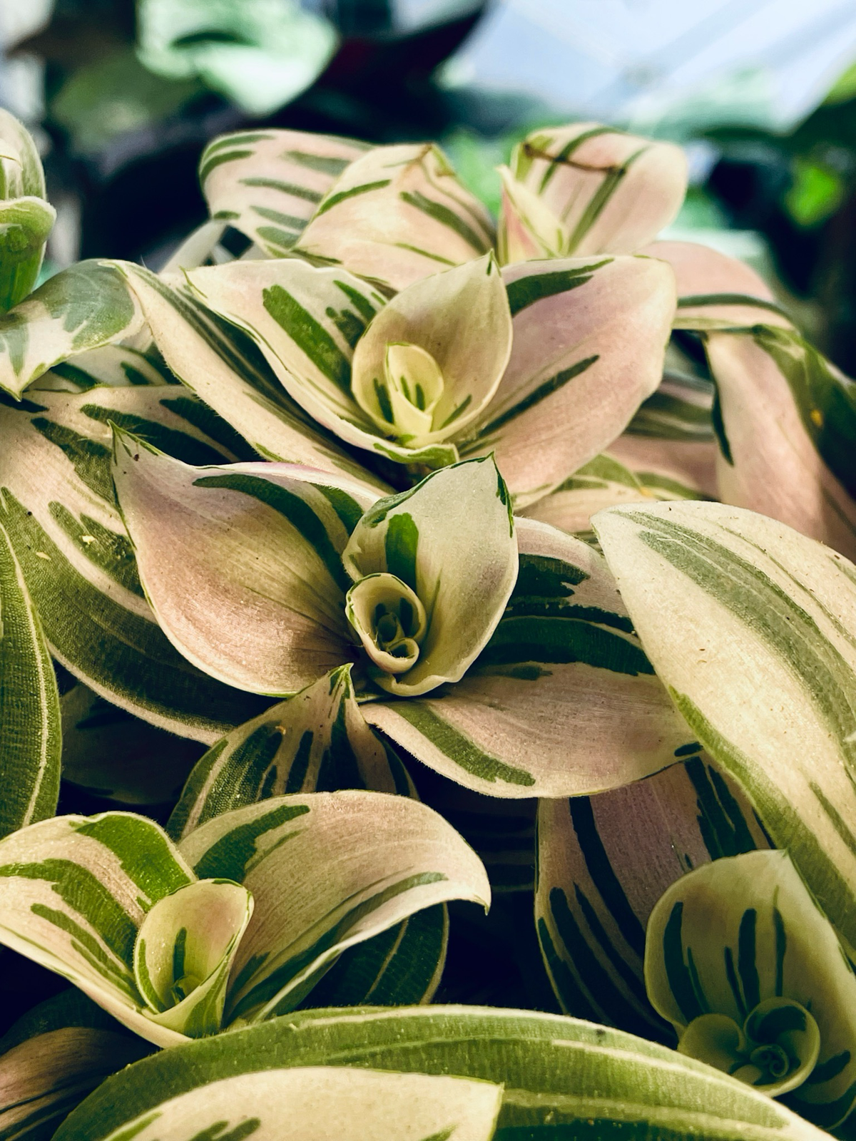 Tradescantia Brightness fi12