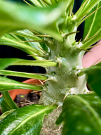 Pachypodium Saundersii  (Kudu Lily) fi12