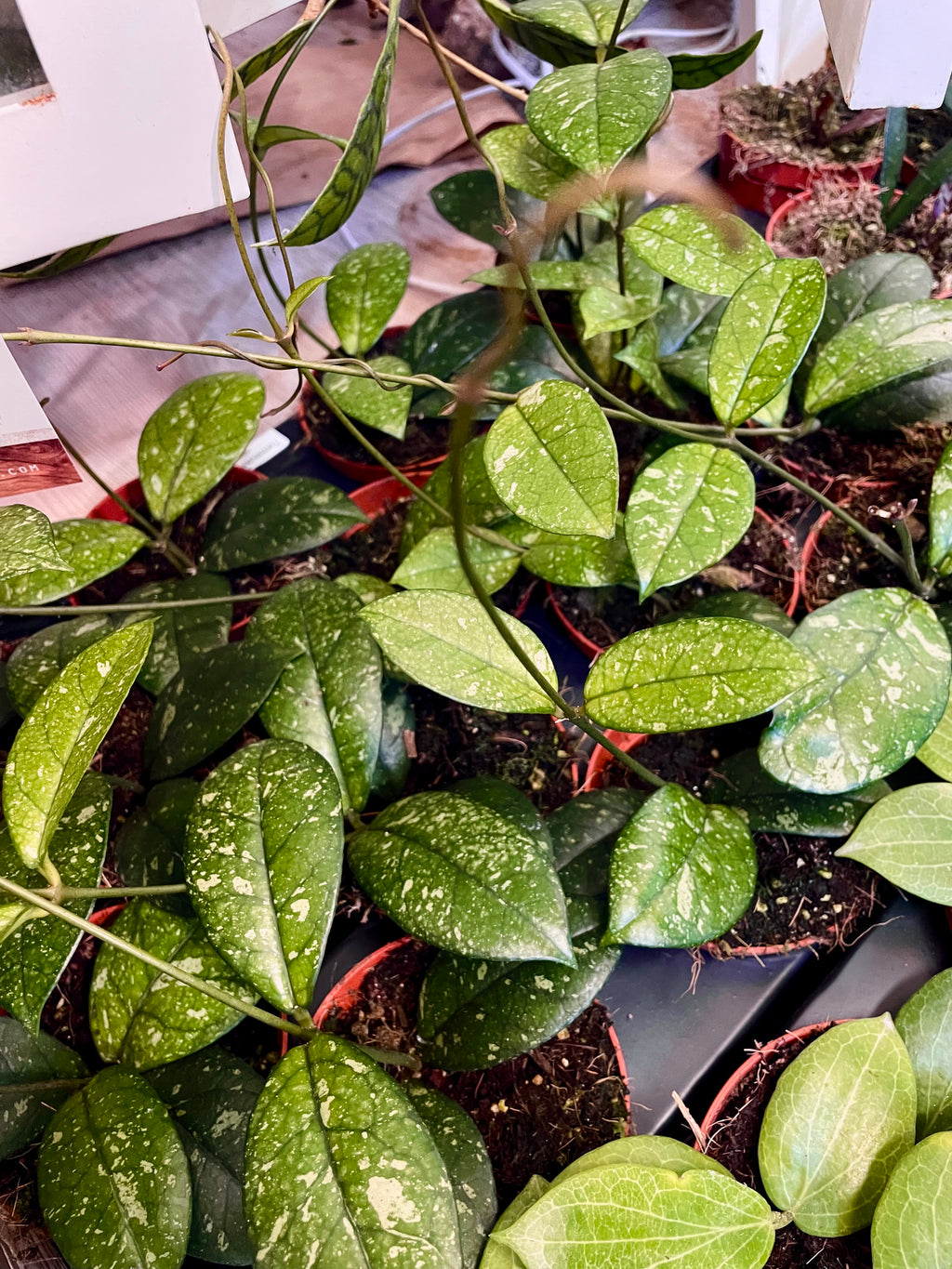 Hoya Crassipetiolata Splash fi10.50