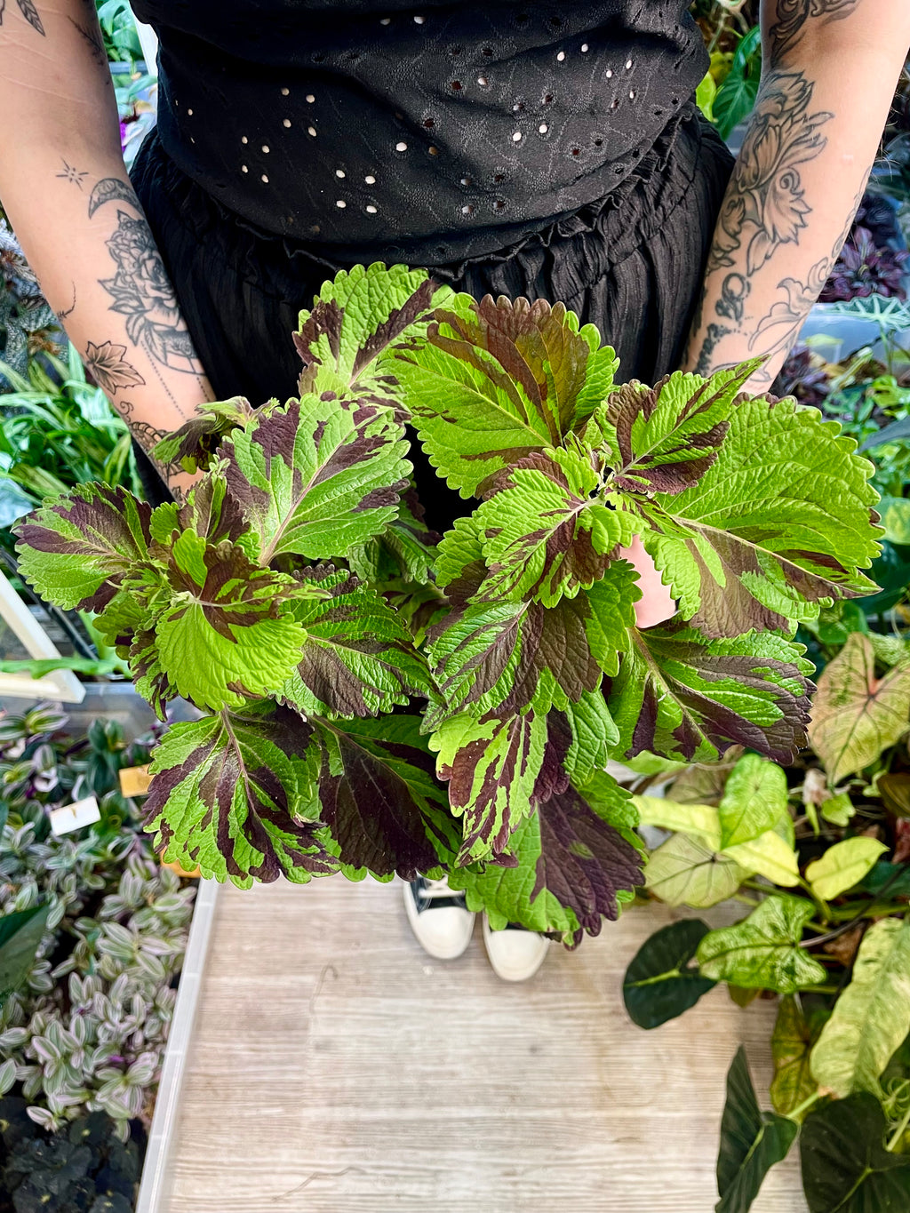 Coleus 'Green Lolite'