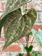 Dioscorea discolor fi7