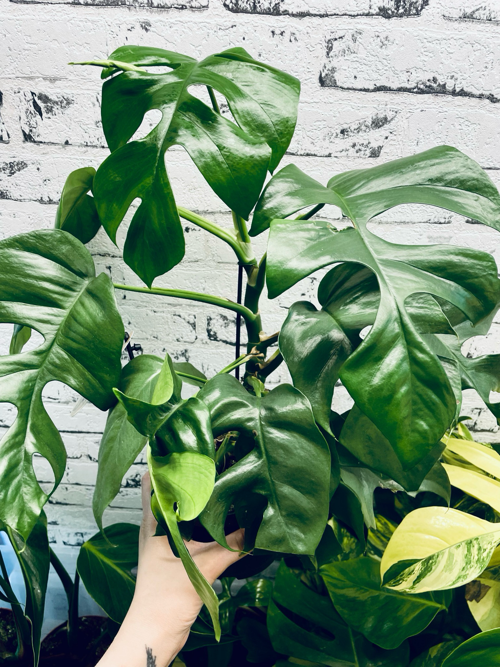 Rhaphidophora Tetrasperma 'Monstera Minima' fi12