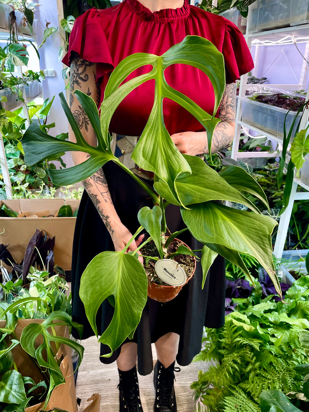 Monstera Burle Marx Flame fi15