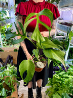 Monstera Burle Marx Flame fi15