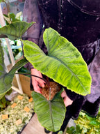 Alocasia Olanii fi8