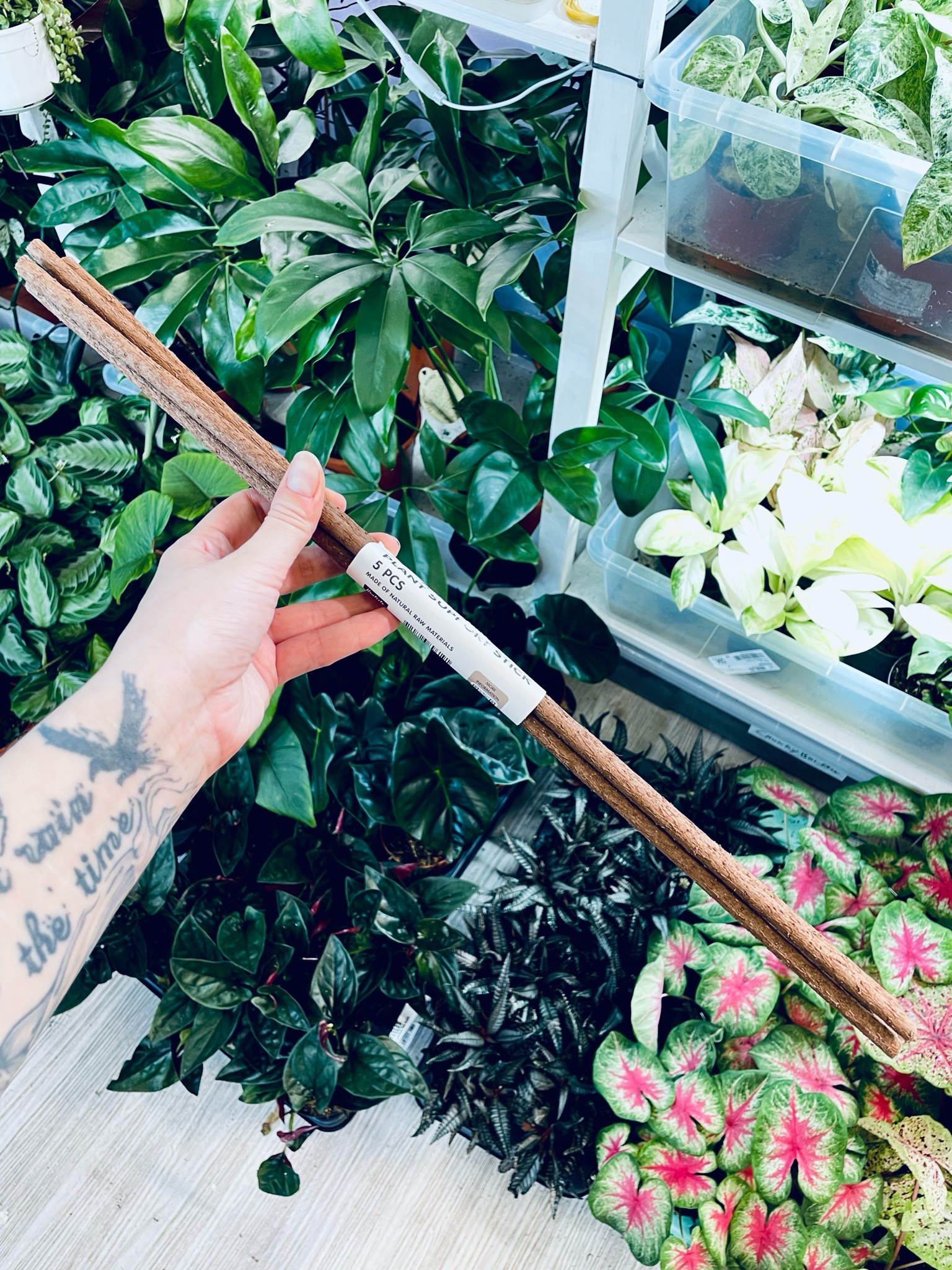 Kratiste prirodni štap za potporu 50cm (5 kom)
SKU 01034