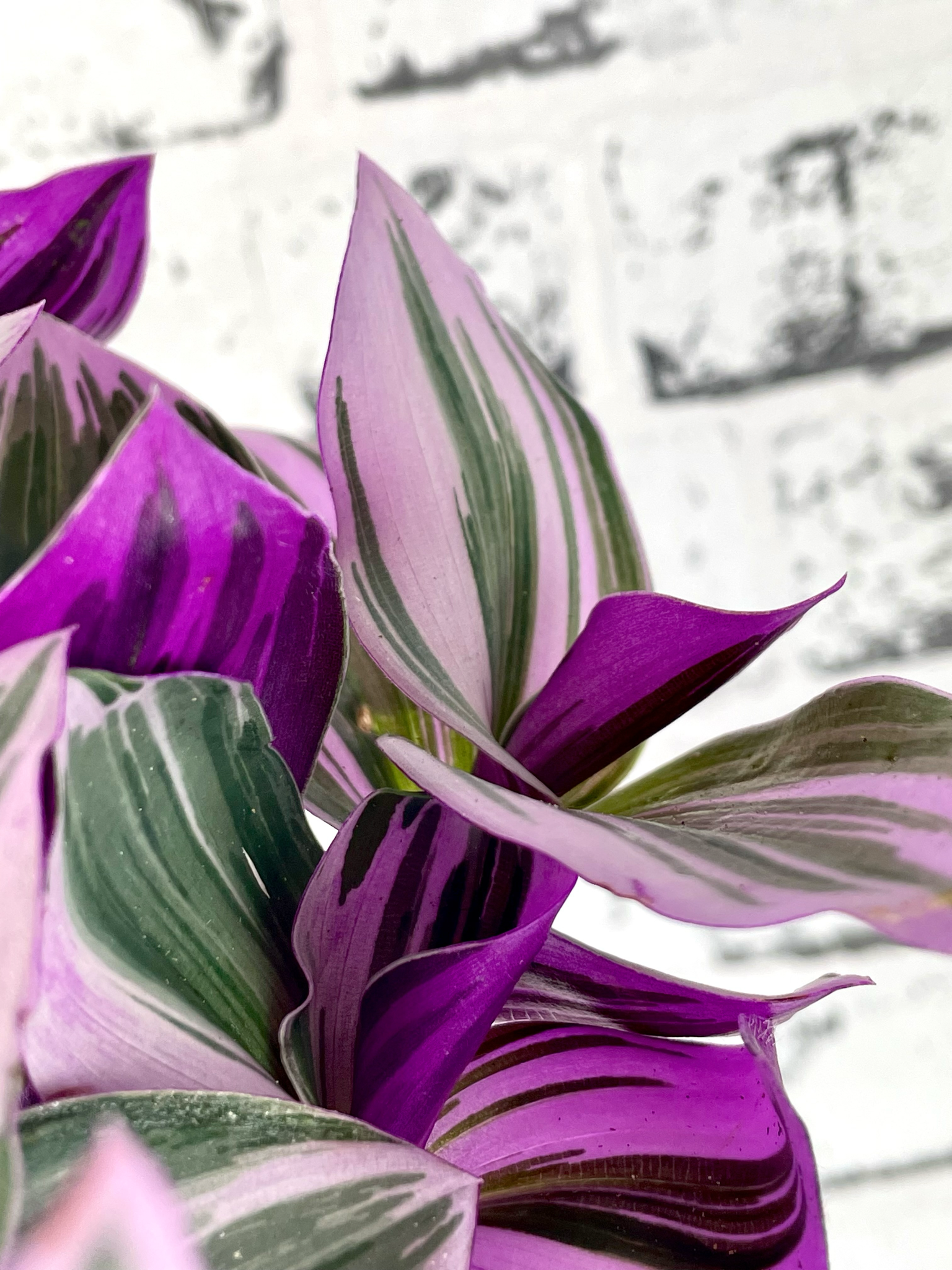 Tradescantia Albiflora 'Nanouk' fi12