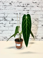 Anthurium Warocqueanum (Queen Anthurium) fi12