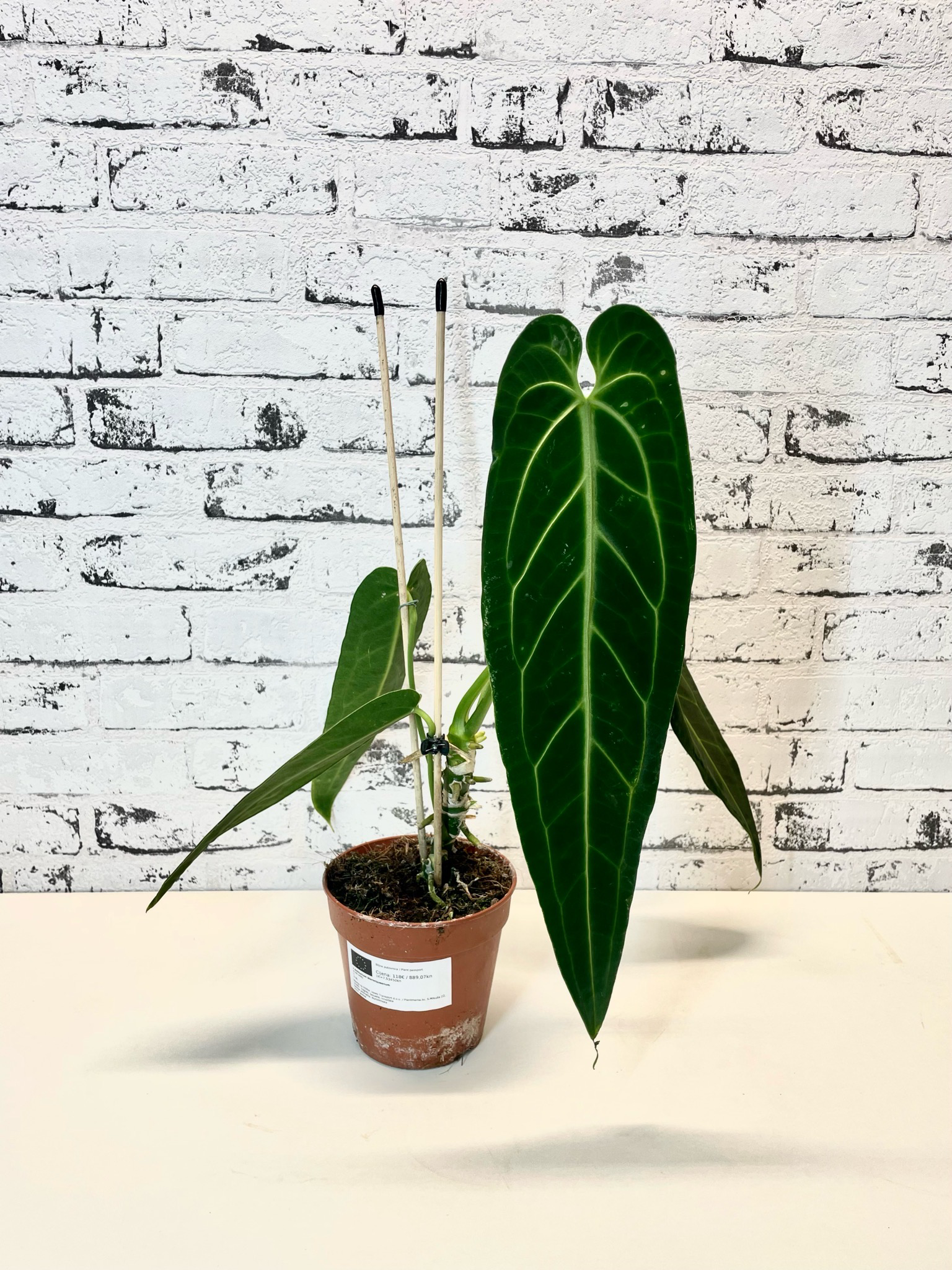 Anthurium Warocqueanum (Queen Anthurium) fi12