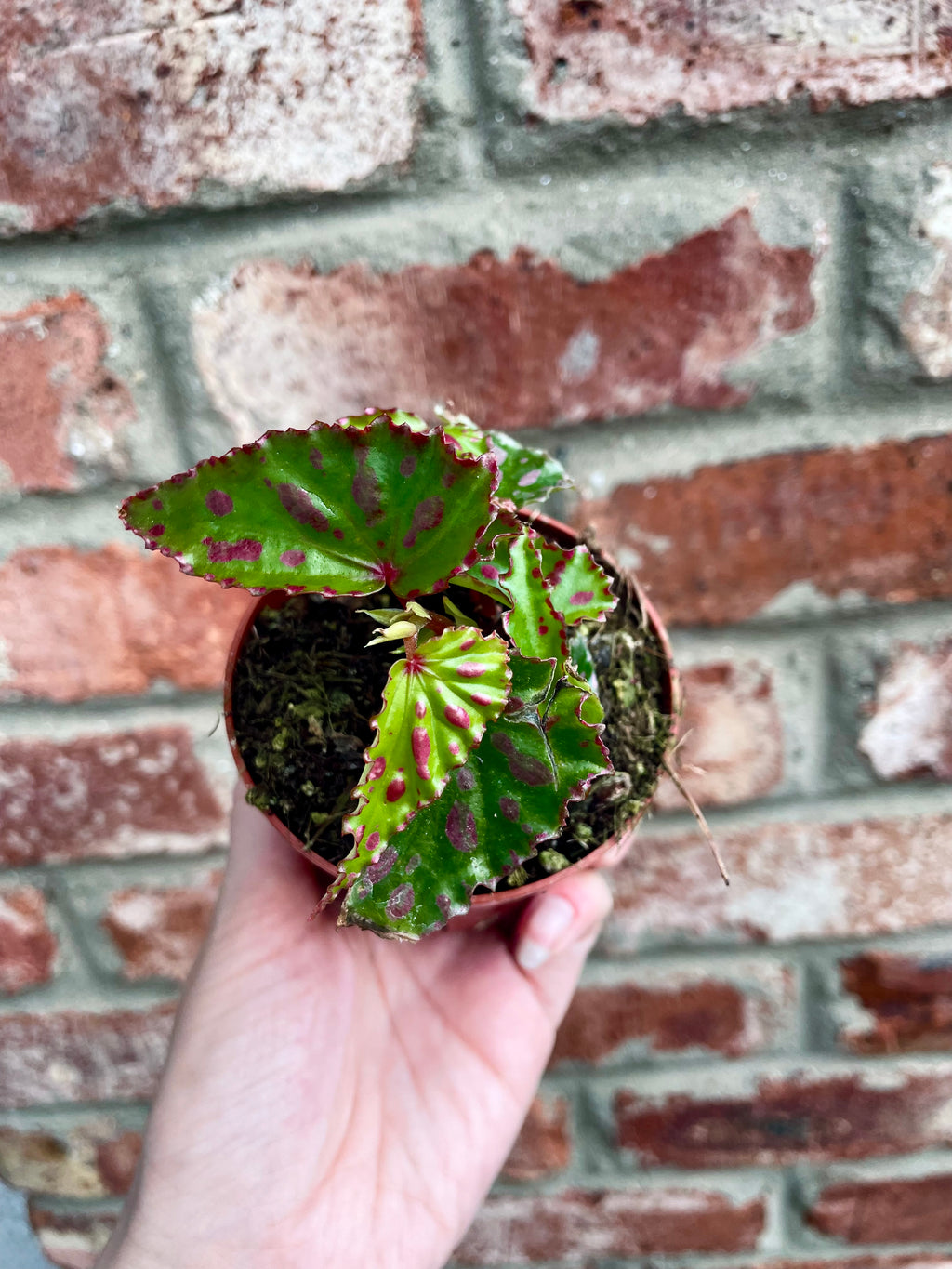 Begonia Pink Dottie fi8