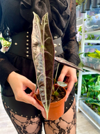 Alocasia Longiloba Purple