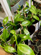 Vanilija (Orhideja Vanilla Planifolia) fi12