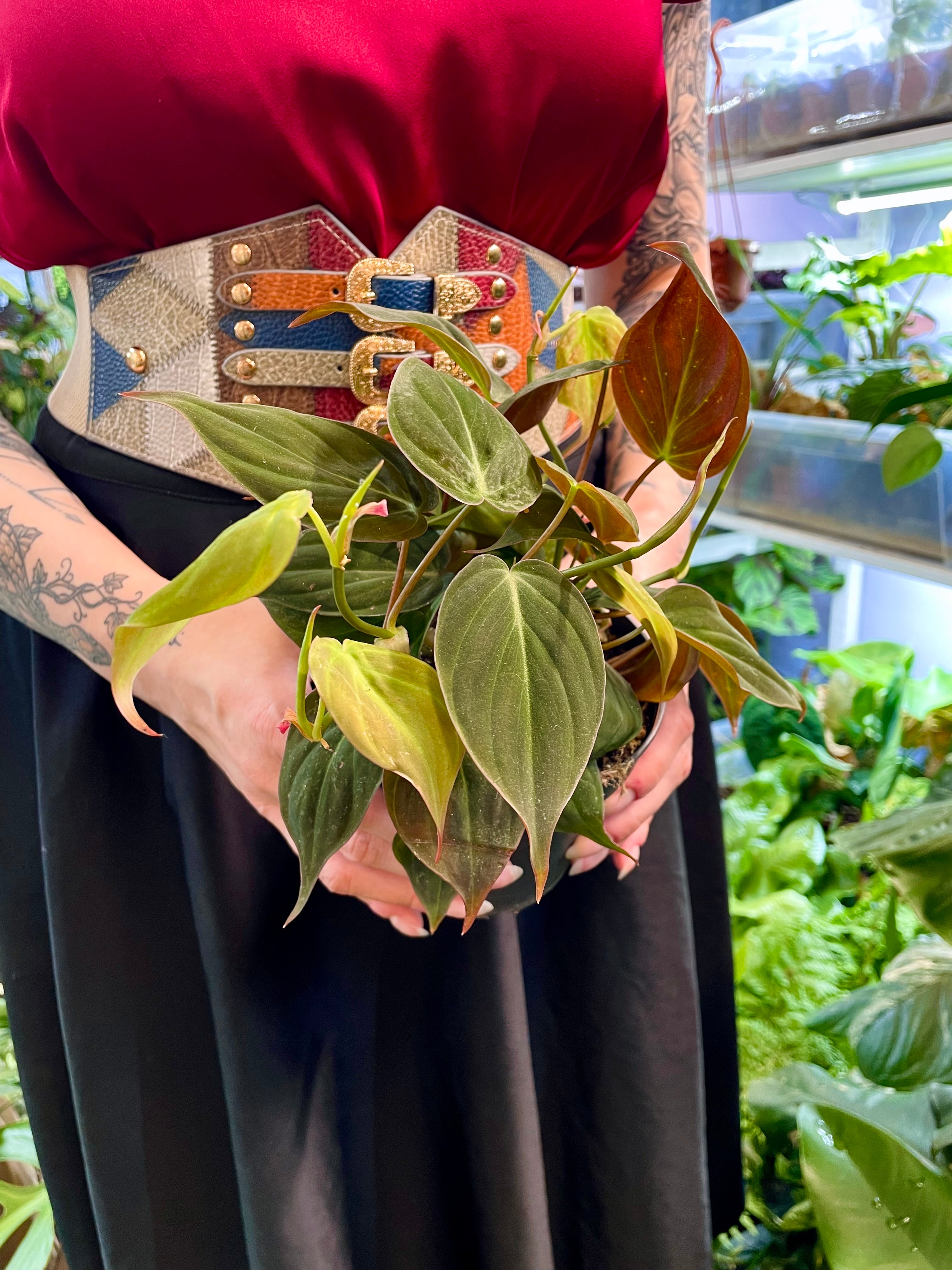 Philodendron Micans fi12