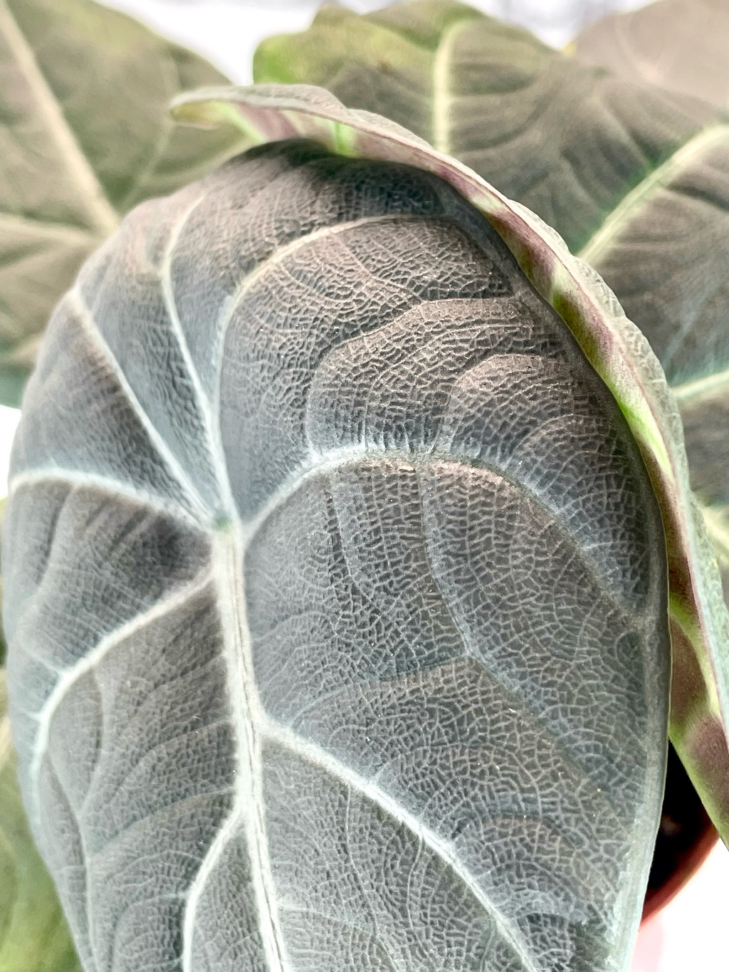Alocasia Maharani 'Gray Dragon' fi8