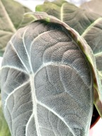 Alocasia Maharani 'Gray Dragon' fi8