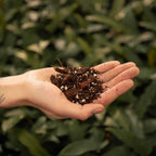 SYBASoil Anthurium mix- prozračni chunky mix/substrat 5L