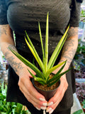 Sansevieria 'Comet Chrysanta Lemon' fi7,5